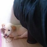 주워온 내 강아지 쎄리  (고마쎄리)