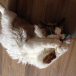 [탑과라떼] 렉<b>돌</b>냥 라떼의 쥐잡기점프, 동공어텍입니다~