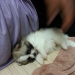 귀염둥둥 구리구리 <b>너구리</b>를 소개합니다!