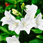 신천지 체험 수기, 하나님의 <b>은혜</b>에요