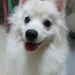 [꼼이꼬기] 꼼이와 꼬기의 일상생활