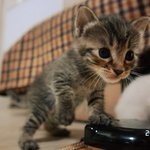 껌둥이 분양되던날 #2