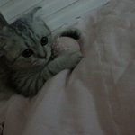 [<b>리오</b>호빵] 안녕하세요 스코티쉬폴드 <b>리오</b>에요!