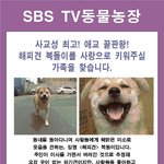 <b>sbs</b> tv동물농장에서 복돌이의 새 가족을 찾습니다!