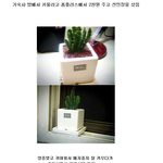 [썰모아] 엄마한테 <b>선인장</b> 맡긴 썰