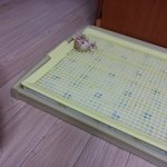 구리구리 너구리가 왔습니다^^ 내가 너구리다~ㅋ