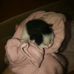 (도와주세요 2탄) 갓 태어난 아깽이