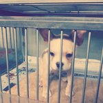 [노덕이들] <b>노엘</b>이와 덕배 - 2탄!