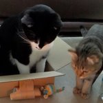 [남매냥] 향초 처음 본 남매냥!