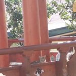 [EXO] 우리동네 길고양이2