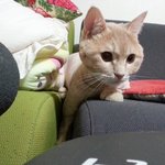 세면대에서 더위 식히는 고양이 찹쌀이(10)