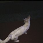 길잃은 고양이 ㅠㅠ (성동구 행당동)