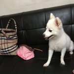 저희집<b>보리</b>소개할께요^^