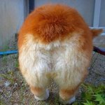 [공토다] 숨막히는 <b>뒤태</b>