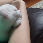 우리집 애교만점 냥이 <b>모찌</b>를 소개합니다 2