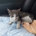 [고양이] 버려진 꼬꼬의 평생 집사님을 찾습니다~