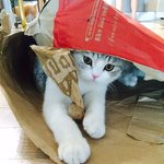 (스코티쉬) 천방지축아들<b>래미</b> 마루마루 2
