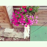 [강아지<b>포도</b>] 백수녀자와 아기깡아지 <b>포도</b>의 일상 4탄