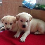 어느 <b>날</b> 똥개 <b>두</b>마리가 왔어요!