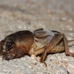 괜찮아, 곤충이야(<b>feat</b>.사진주의)