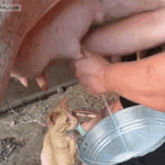 <b>뜻밖</b>의 고양이들.gif