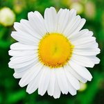 [신천지] 신천지  <b>소장</b> 님, 입교를 축하드려요!