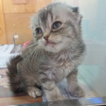 [EXO] 타오인스타 고양이 <b>지아</b>고양이