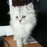 울집이쁜이 <b>샤샤</b>