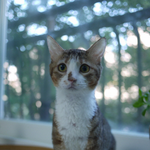 나이 많고 병든 유기 고양이를 입양한 유명 연예인