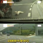 [작은공포] 오토바이에 백구를 끌고...질질질...