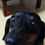 토실토실 반질반질 닥스훈트 <b>태자</b>의 일상