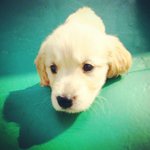 [밤바랑요다] 착한누나 밤바&amp;유기견동생 요다 소개해요~