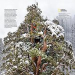 [썰모아] 3200살 먹은 <b>나무</b>