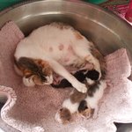 새끼고양이들 무료분양합니다. (모두 <b>남아</b>.)