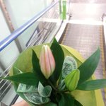[백합꽃] 백합꽃 빨리피우는법  좀 알려주세요ㅜㅜ
