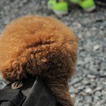 [곰돌이] 물개인듯 물개아닌 물개같은 곰