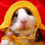 [EXO] <b>기니</b>피그