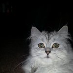 올집  이쁜이 <b>샤샤</b>(2)