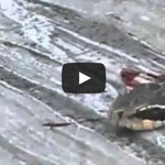 [작은공포] 中 목 잘린 코브라에 물려 요리사 사망