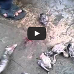 [작은공포] 과식하다가 죽은 뱀