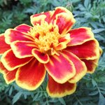 신천지 체험수기, 주님의 <b>은혜</b>라