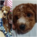 경기도 오산시 <b>궐동</b> 푸들 수컷 보호중입니다