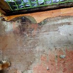 [희망해] 늙고 병든 아이들의 <b>안식처</b>를 마련해주세요