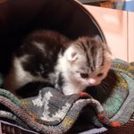 스코티쉬 폴드 도<b>밍밍</b>