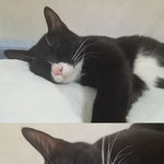 [야롱야롱] 야롱야롱 사진 <b>투척</b>