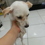 주인찾아요 남양주시 <b>덕소</b>근처 강아지 잃어버리신분..