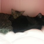 [초코랑<b>보리</b>] 하아~ 눈에 아른아른 거리네용ㅠㅠ