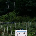 고라니 천적은 호랑이