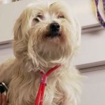 주인 만난 유기견의 <b>극적</b> 변신