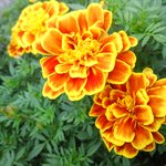 신천지 <b>자료</b>, 생명의 말씀이예요.
